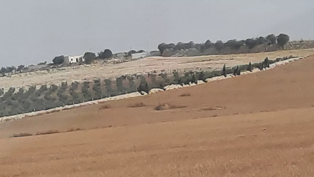 Landwirtschaftliche Flächen zum Verkauf in Tunis