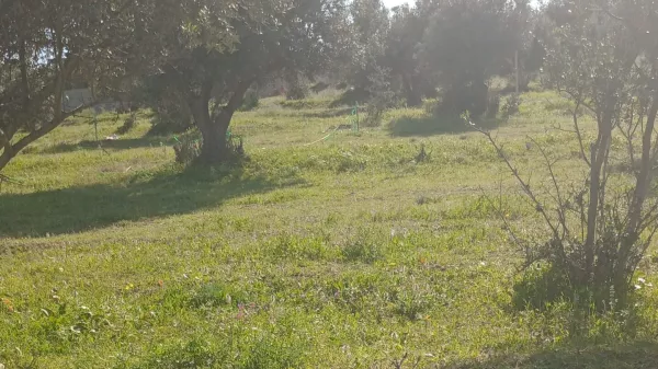 Außergewöhnliche Baugrund-Gelegenheit in Sanhaja, Manouba