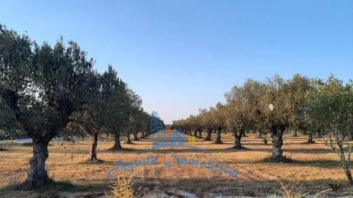 Adel 1 Plot: Eine Außergewöhnliche Gelegenheit in Hammamet