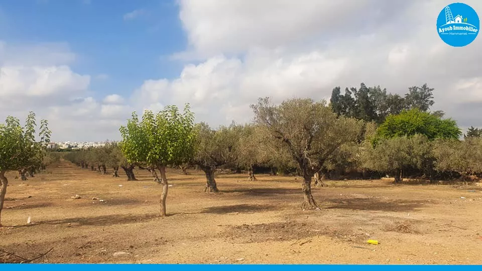 Exceptional Land Opportunity in Hammamet