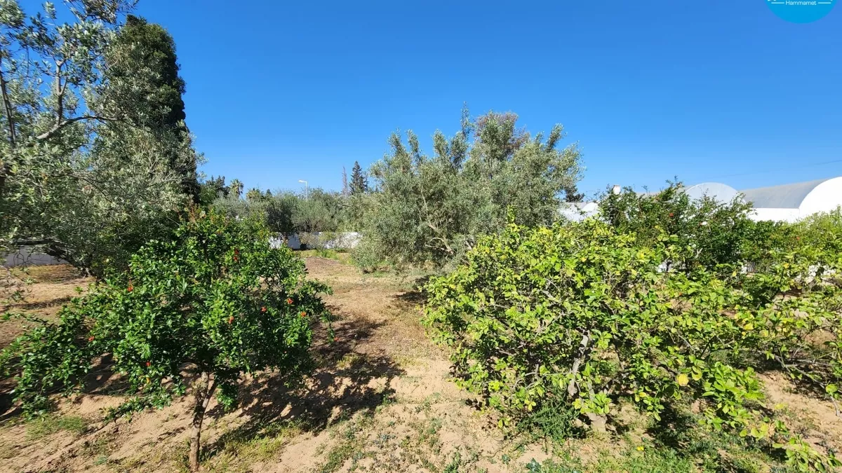 Unique Land Opportunity in Hammamet