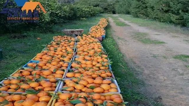 Außergewöhnliche 18-Hektar-Farm in Kélibia - Eine Einmalige Gelegenheit!