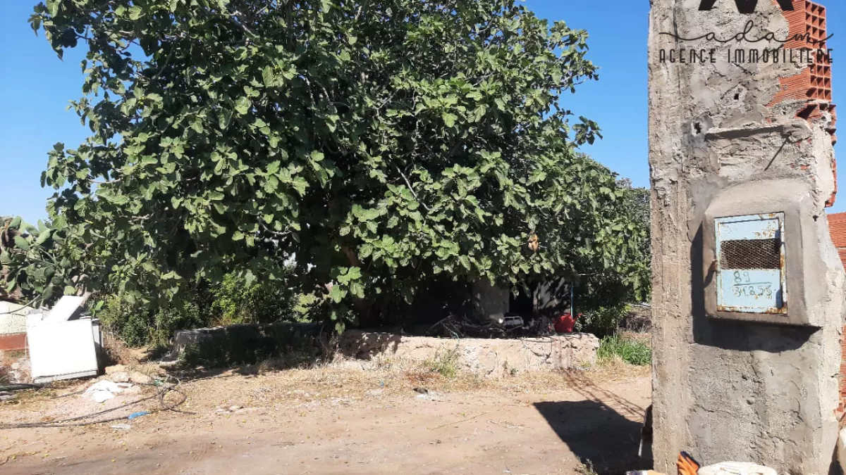 Unique Agricultural Land Opportunity in Daroufa, Nabeul