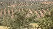 Farm for Sale in Tunis - 17 Ha of Serenity and Profitability