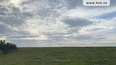 Alfa Land a Mohammedia: Un'Opportunità Eccezionale per gli Amanti della Natura e gli Imprenditori!