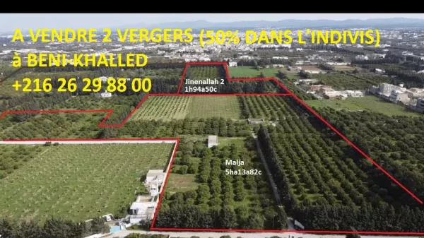 Unique Investment Opportunity in Citrus Orchards – Cap Bon