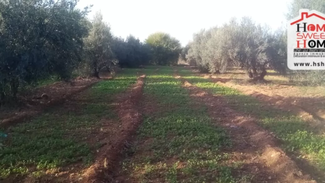 Introduction to Moncerratto Promoter Land