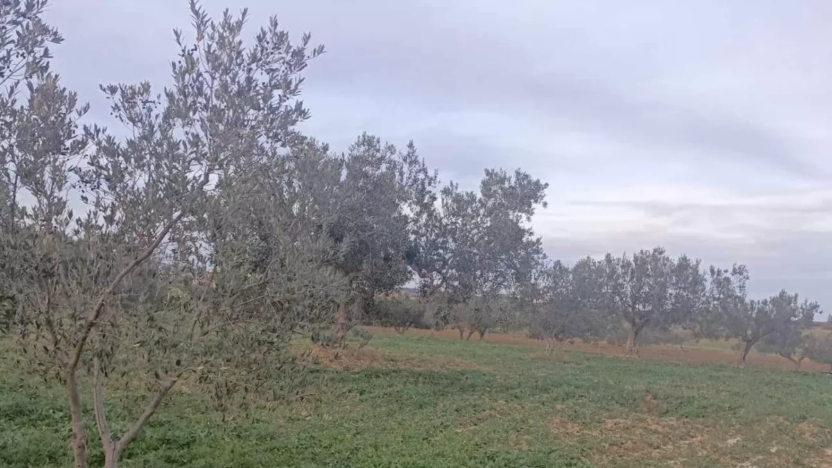 Exceptional 2800m2 Plot with Olive Trees in Hammamet Sud - A Unique Opportunity! Are you searching for a plot with incredible potential in Hammamet?