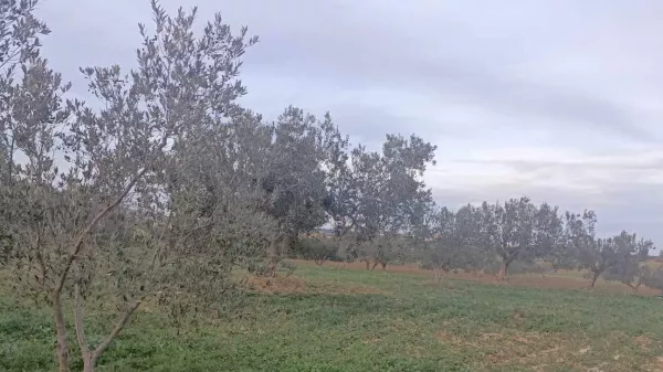 Exceptional 2800m² Plot with Olive Trees in Hammamet Sud - A Unique Opportunity!
