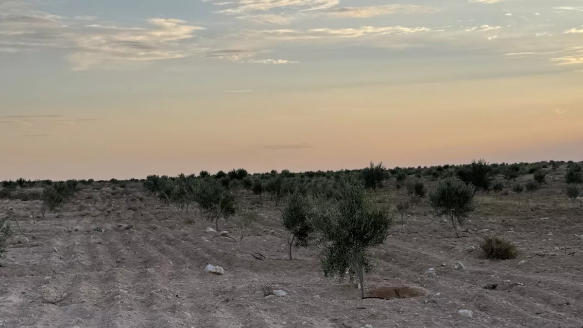 Einzigartige Gelegenheit: Eine Außergewöhnliche Sanie Zitou zum Verkauf in Gabès!
