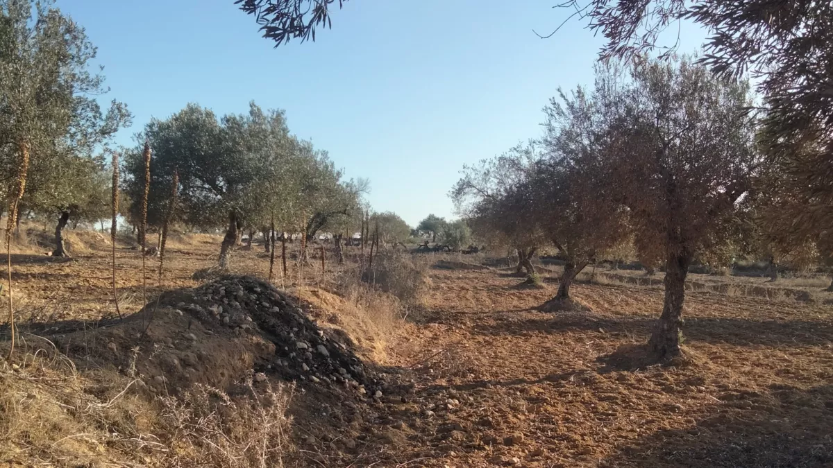 Einzigartige Investitionsmöglichkeit in Foukaya Chatt Mariem, Sousse