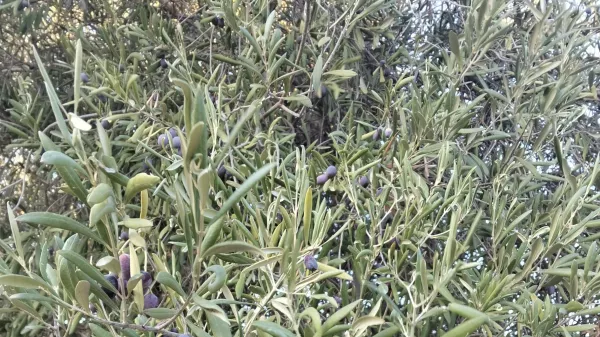 Prime Land for Sale in Bizerte