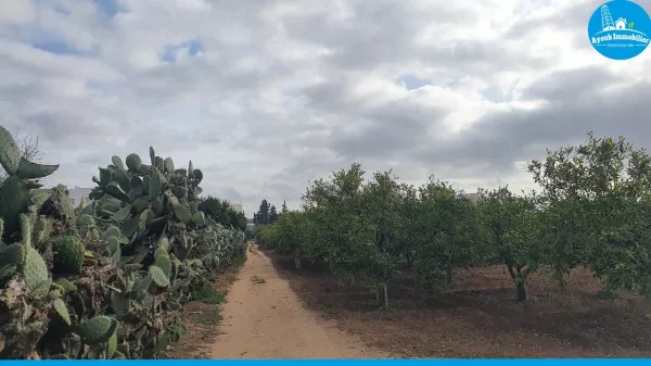 Eccezionale Opportunità di Terreno a Nabeul
