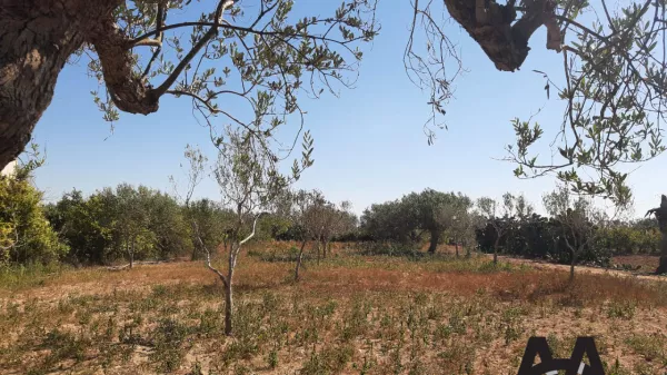 Eccezionale Terreno di 1550m² a Dharoufa - Un'Opportunità Rara!