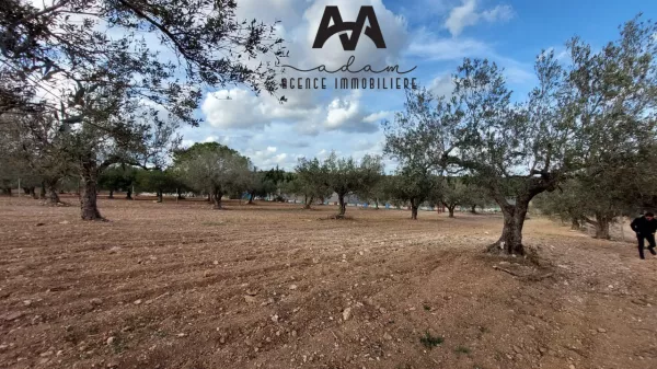 Eccezionale Terreno Agricolo con Vista Mare a Somaa, Nabeul