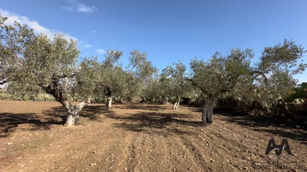 Terreno Agricolo da Sogno a Dharoufa, Nabeul