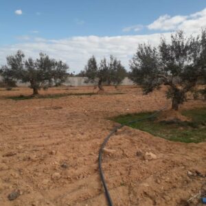 Terrain agricole avec oliviers à Mahboubine Midoun