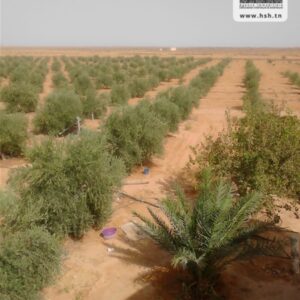 Terrain Agricole Ksar Daghara à Remada
