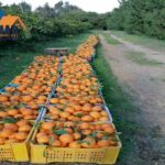 Photo-2 : Ferme de 18 hectares au banlieue kélibia