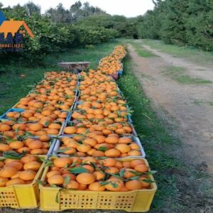 Ferme de 18 hectares au banlieue kélibia