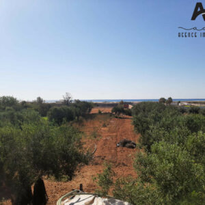 Terrain agricole de 5500m² à Daroufa, Nabeul