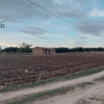 Photo-2 : Terrain agricole de 3000m² à Talout, Korba