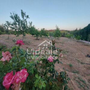Verger Selima à Borj Hfaiedh Hammamet