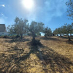 Photo-2 : Terrain industriel de 28 hectares sur la route de Tunis, Nabeul