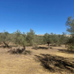 Photo-4 : Terrain industriel de 28 hectares sur la route de Tunis, Nabeul