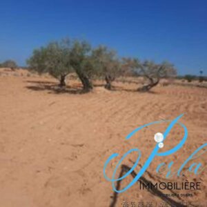 Terrain de 4400 m² à Mezraya Djerba