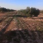 Photo-10 : Terrain Agricole à Kasserine