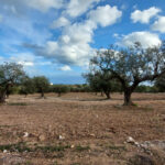 Photo-2 : Terrain Agricole vue de mer de 3000m² à Somaa, Nabeul