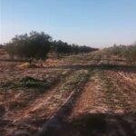 Photo-2 : Terrain Agricole à Kasserine