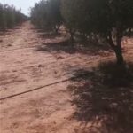 Photo-11 : Terrain Agricole Afia à Sidi Aich