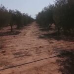 Photo-4 : Terrain Agricole Afia à Sidi Aich