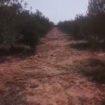 Photo-7 : Terrain Agricole Afia à Sidi Aich