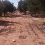 Photo-9 : Terrain Agricole Afia à Sidi Aich