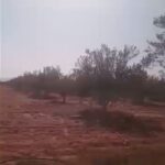 Photo-8 : Terrain Agricole Afia à Sidi Aich