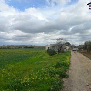 Ferme sur la route à Borj El Amri Manouba