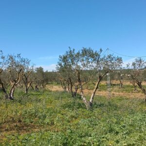 Terrain Agricole à Menzel Bourguiba