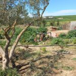 Photo-6 : Terrain Agricole à Menzel Bourguiba