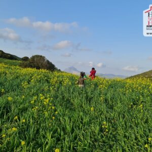 Terrain Agricole Safi à Mornag