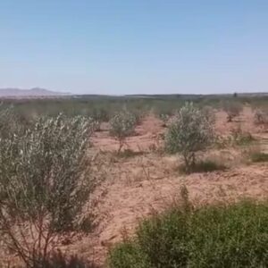 Terrain Agricole Trevino à Sidi Aich