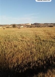 Terrain Agricole Jastin à Borj Touil