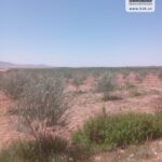 Photo-8 : Terrain Agricole Trevino à Sidi Aich