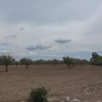 Photo-22 : Terrain Agricole Elga à EL Fahs