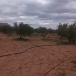 Photo-6 : Terrain Agricole Zelina à Sidi Aich