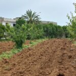Photo-15 : Terrain Agricole Asouja à Ghar EL Mellah