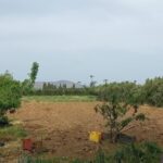 Photo-12 : Terrain Agricole Asouja à Ghar EL Mellah