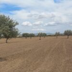 Photo-21 : Terrain Agricole Elga à EL Fahs